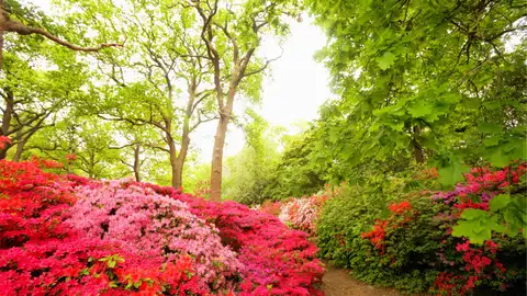 Richmond Park Lugares a menos de una hora de Londres que no te puedes perder