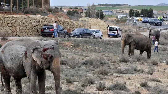Uno de los elefantes que resultó herido tras volcar el camión en el que viajaba en la A-30 Uno de los elefantes que resultó herido tras volcar el camión en el que viajaba en la A-30
