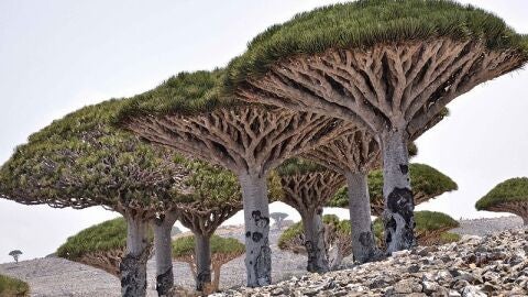 Socotra