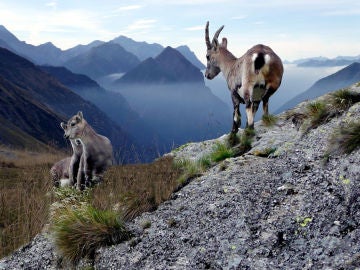 En las montañas, los rebecos y cabras montesas han desarrollado articulaciones y pezuñas para no despeñarse.