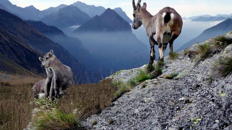 Animales de la naturaleza que superarían las pruebas de Ninja Warrior mejor que tú