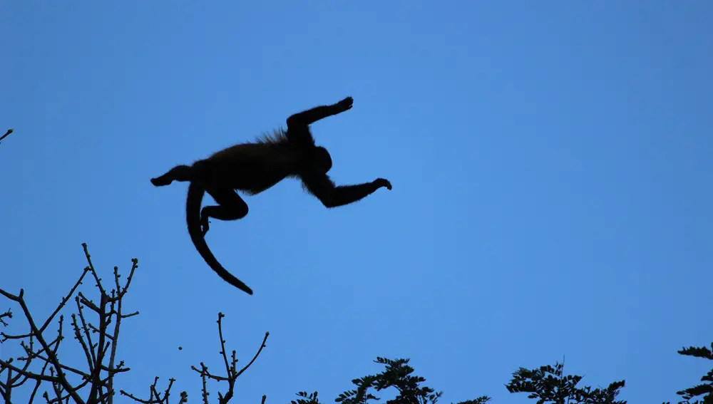 Los monos aulladores se han especializado en el salto entre lianas