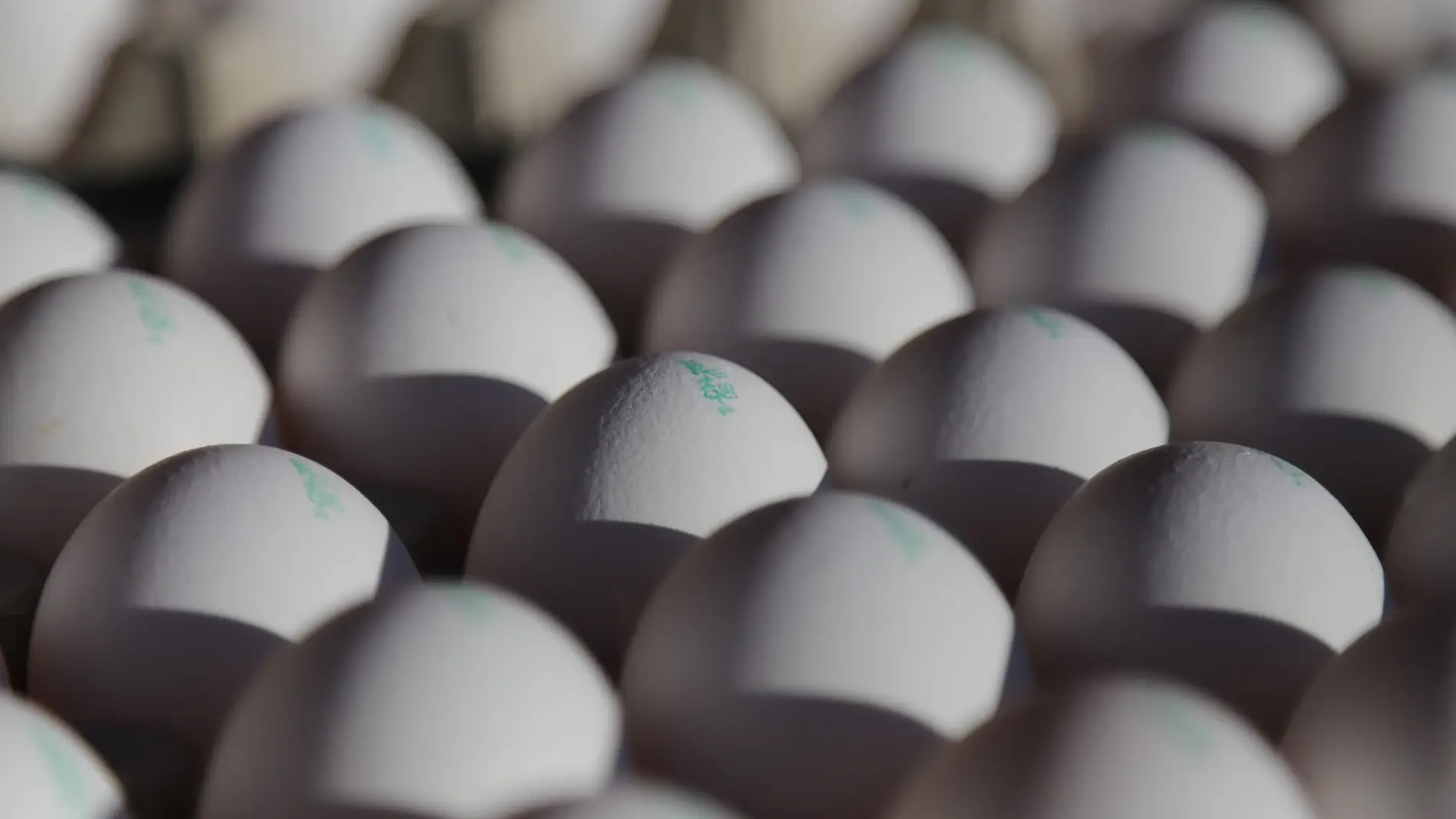 Como conseguir huevos de gallina mas resistentes y saludables