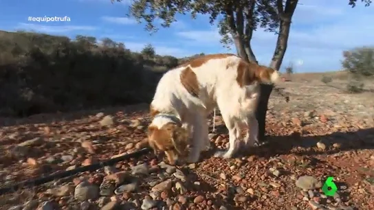 Un perro en busca de trufas Un perro en busca de trufas