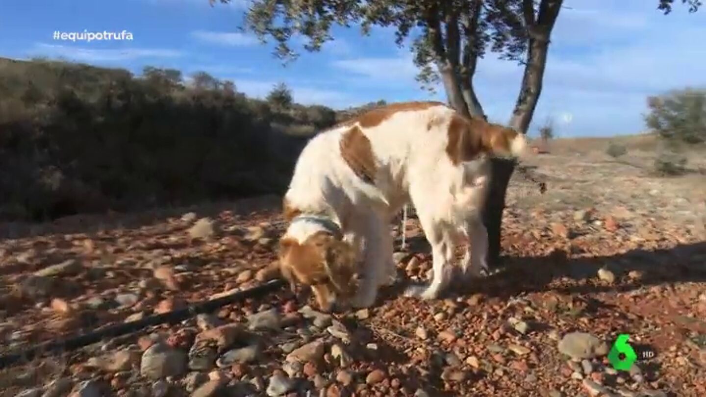 Un perro en busca de trufas