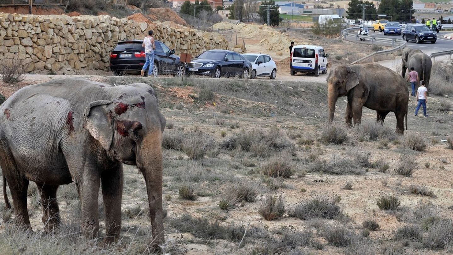 Uno de los elefantes que result&oacute; herido tras volcar el cami&oacute;n en el que viajaba en la A-30, a su paso por Pozo Ca&ntilde;ada (Albacete).