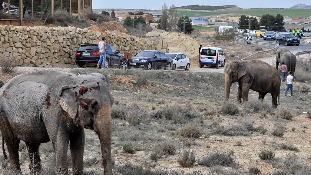 Uno de los elefantes que resultó herido tras volcar el camión en el que viajaba en la A-30, a su paso por Pozo Cañada (Albacete).