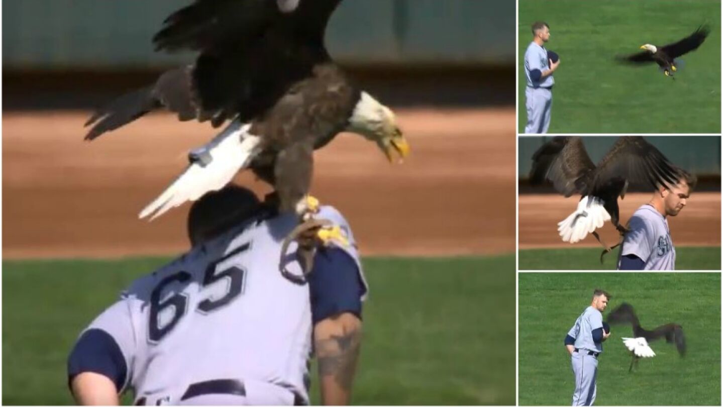 Un &aacute;guila se posa sobre un jugador de b&eacute;isbol