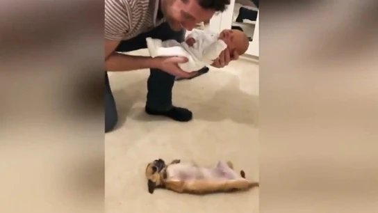 La reacción de una chihuahua al ver a un recién nacido La reacción de una chihuahua al ver a un recién nacido