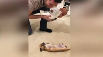 La reacción de una chihuahua al ver a un recién nacido