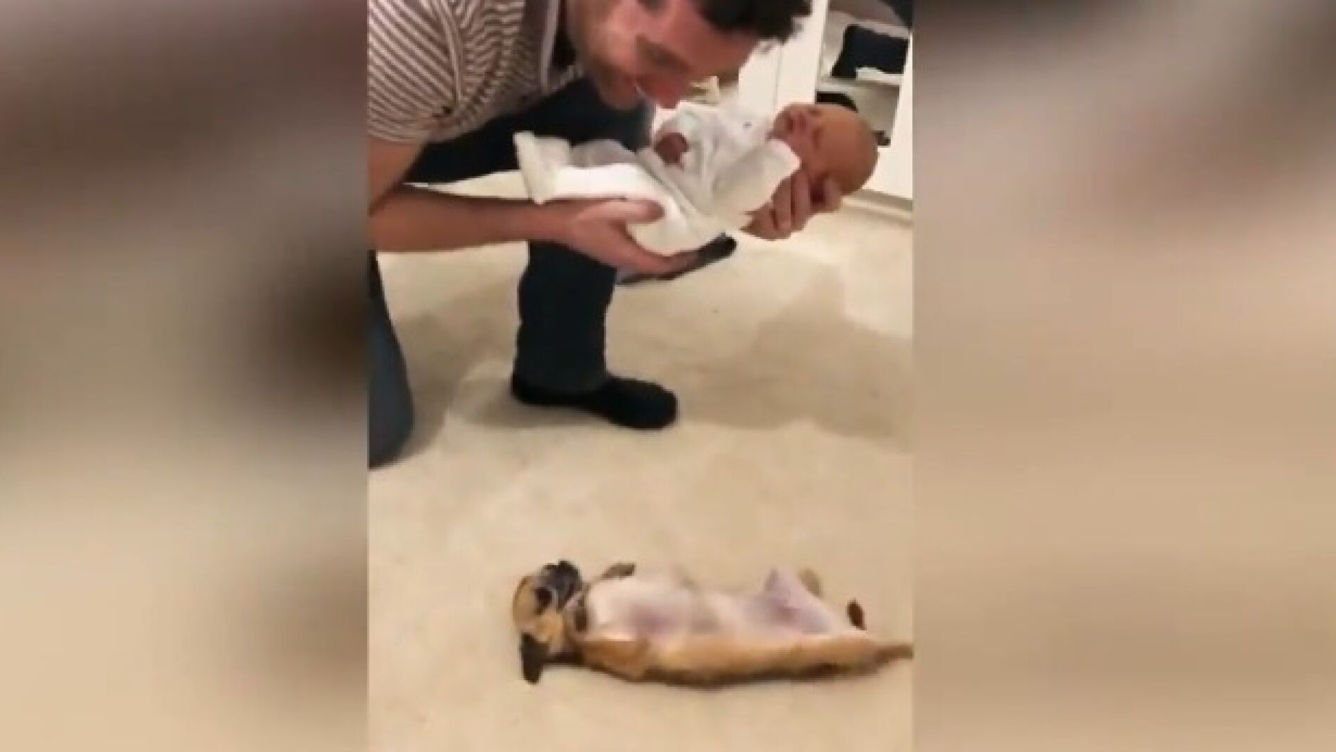 La Adorable Reaccion De Una Chihuahua Tras Ver Al Recien Nacido De Sus Duenos