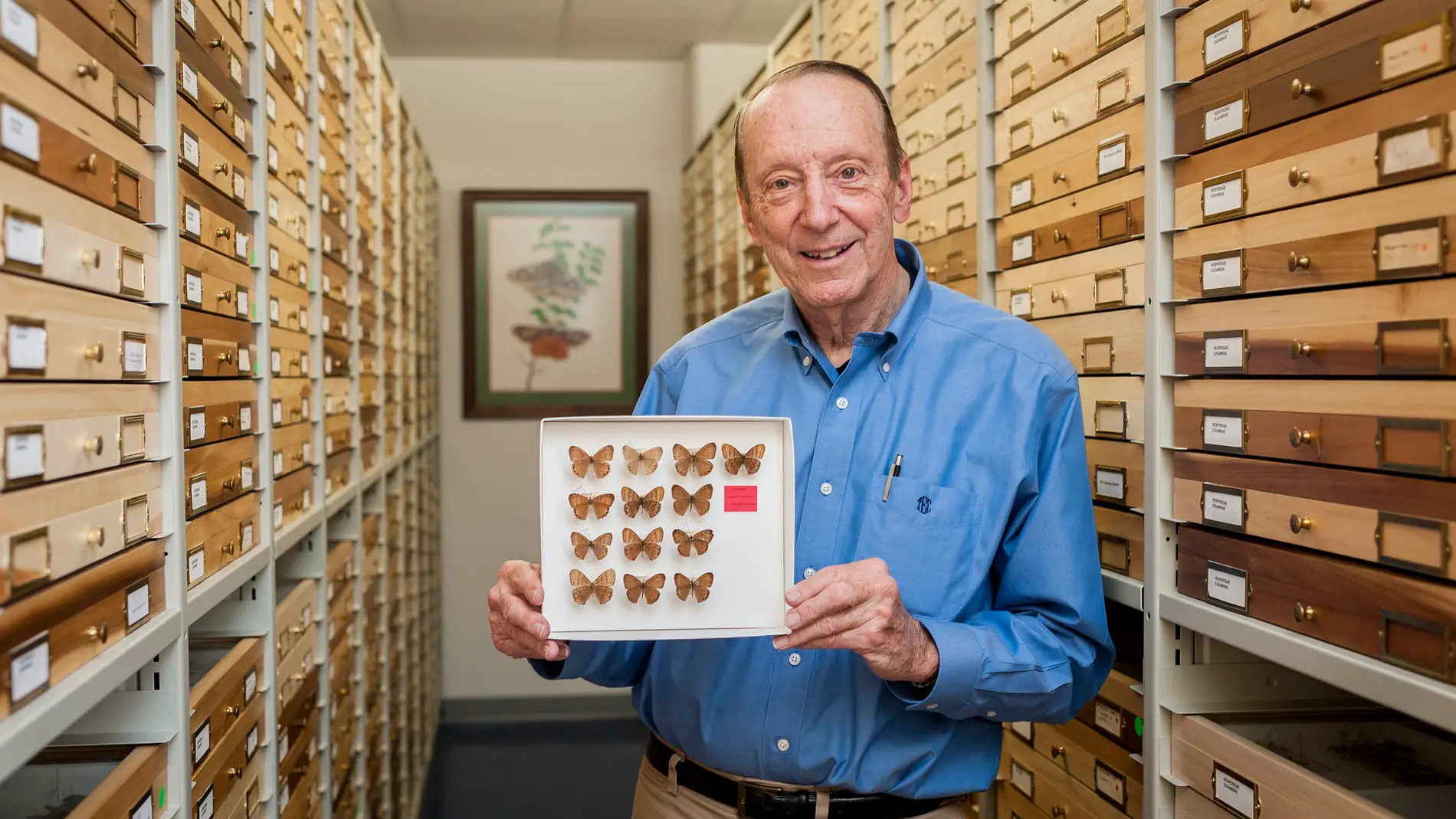 Una mariposa hallada hace 60 anos por un adolescente es una nueva especie