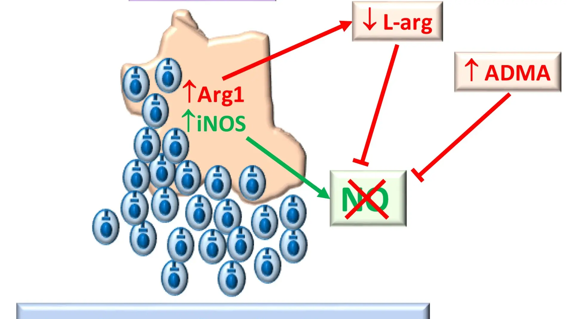 Diagrama que explica la inhibición de iNOS durante la infección por Trypanosoma cruzi.