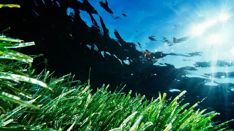 Posidonia Posidonia