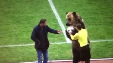 Un oso da el balón a un árbitro de fútbol
