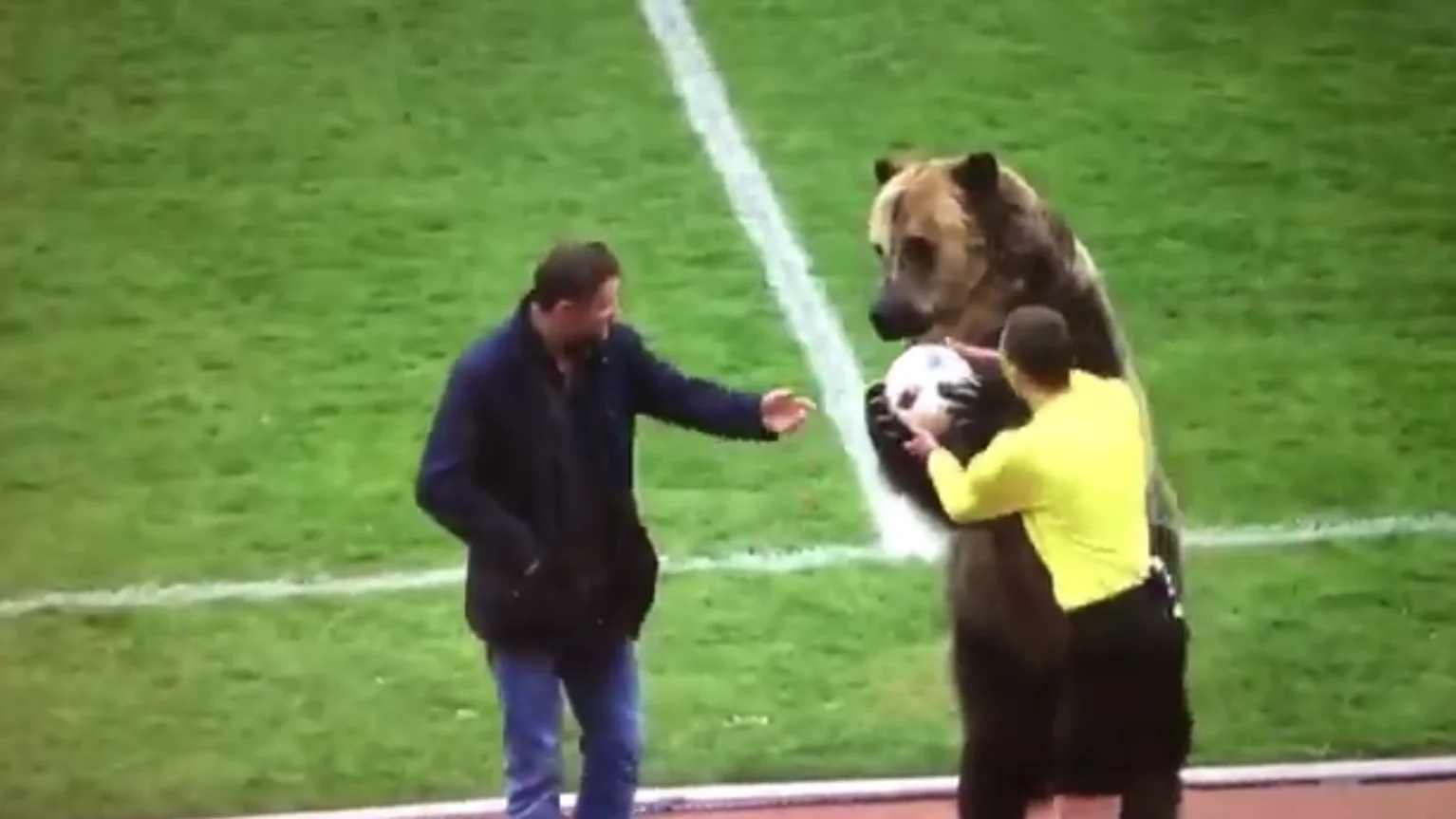 Un oso da el balón a un árbitro de fútbol