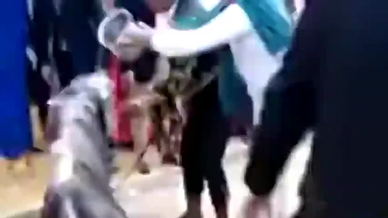 Denuncian al propietario del caballo que murió en la Feria de Abril de Sevilla por no alimentar al animal en todo el día Denuncian al propietario del caballo que murió en la Feria de Abril de Sevilla por no alimentar al animal en todo el día