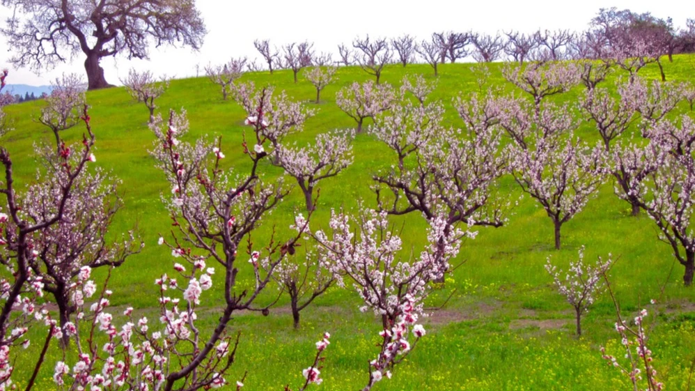 Imagen de varios árboles en flor