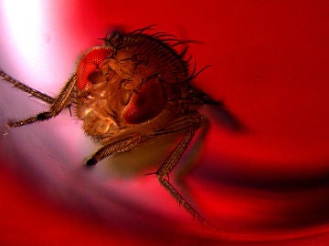 Mosca de la fruta macho expuesta a luz roja para activar su eyaculación por optogenética