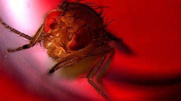 Mosca de la fruta macho expuesta a luz roja para activar su eyaculación por optogenética