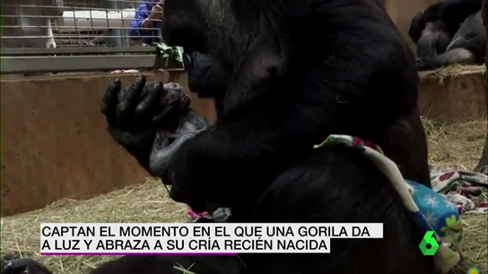 Gorila primeriza y su bebé Gorila primeriza y su bebé