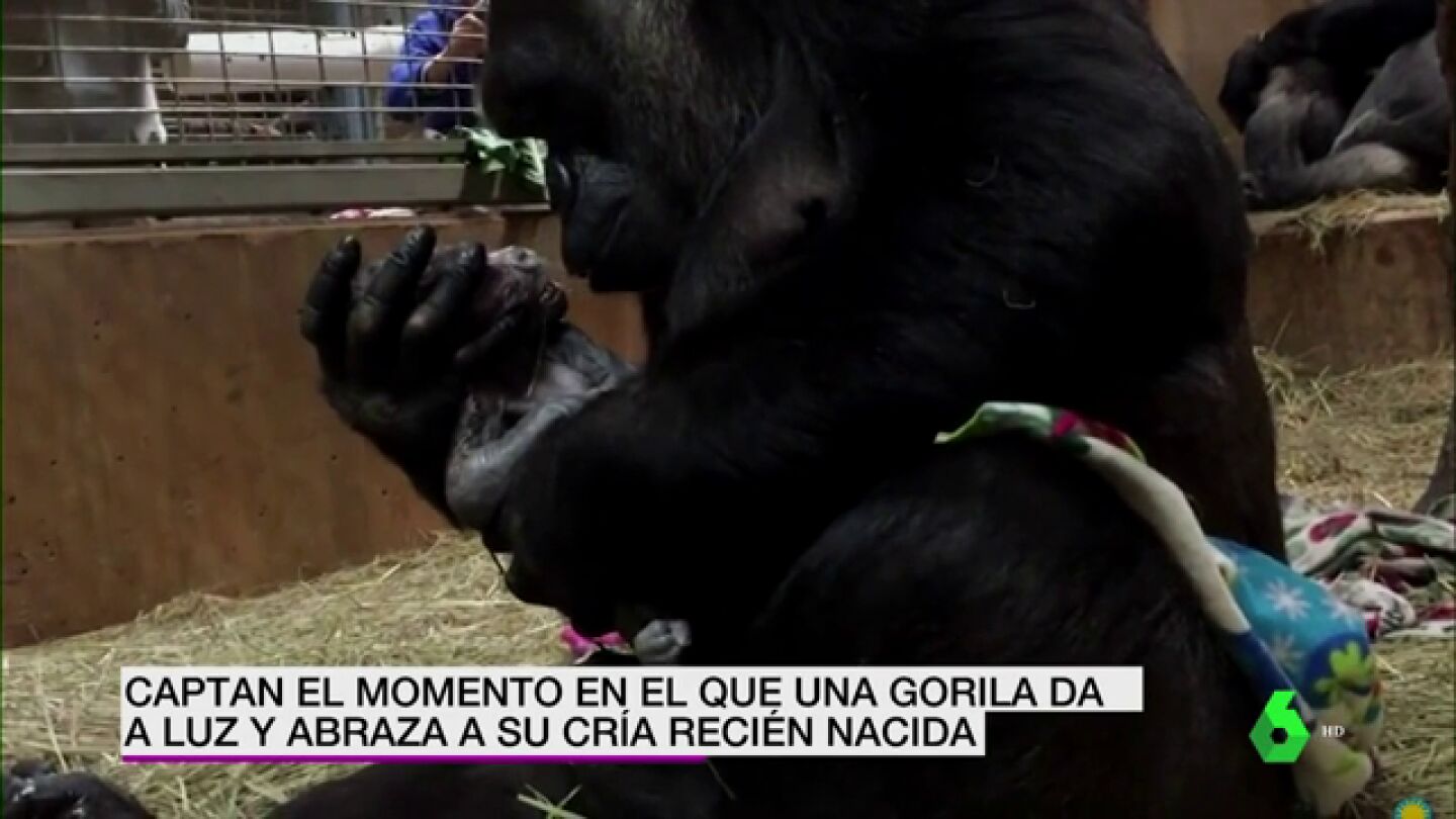 Gorila primeriza y su beb&eacute;