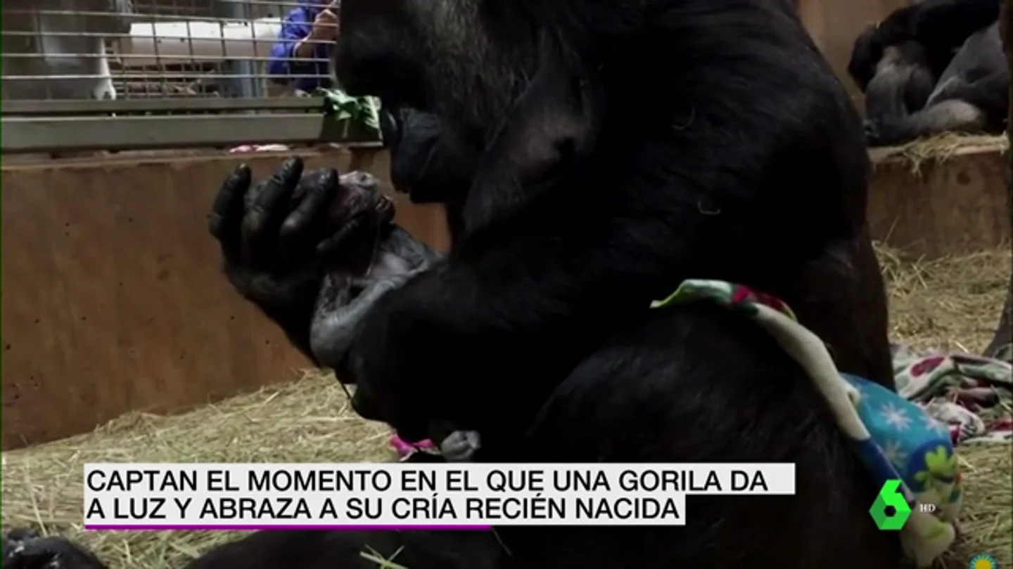 Gorila primeriza y su bebé Gorila primeriza y su bebé