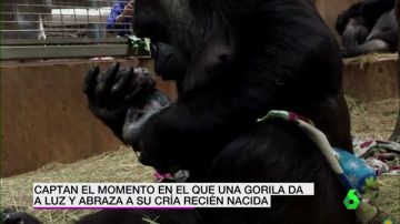 Gorila primeriza y su bebé