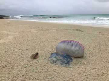 Un ejemplar de la medusa Caravela Portuguesa en las playas de Formentera Un ejemplar de la medusa Caravela Portuguesa en las playas de Formentera
