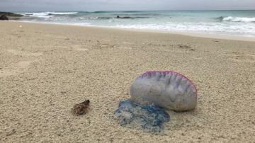 Un ejemplar de la medusa Caravela Portuguesa en las playas de Formentera