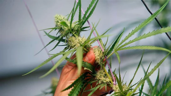 Una planta de marihuana Una planta de marihuana