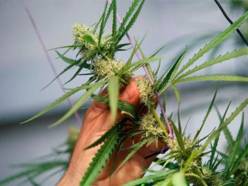 Una planta de marihuana Una planta de marihuana