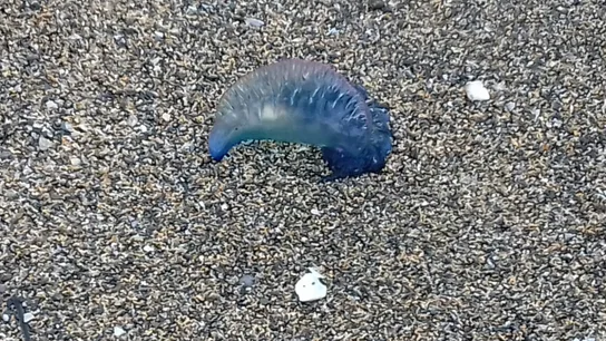 Medusas Carabela portuguesas Medusas Carabela portuguesas