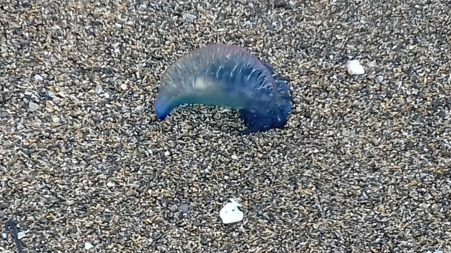 Medusas Carabela portuguesas Medusas Carabela portuguesas
