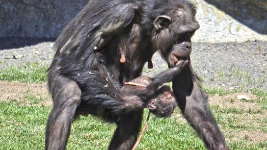 Imagen de archivo de una cría de chimpancé en Valencia Imagen de archivo de una cría de chimpancé en Valencia