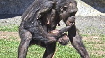 Imagen de archivo de una cría de chimpancé en Valencia