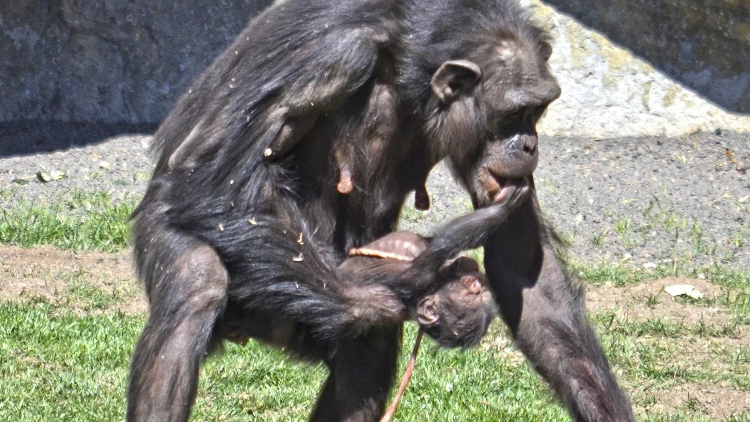 Imagen de archivo de una cría de chimpancé en Valencia