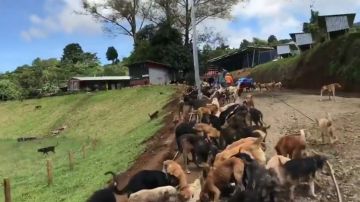 Cientos de perros alimentados al mismo tiempo