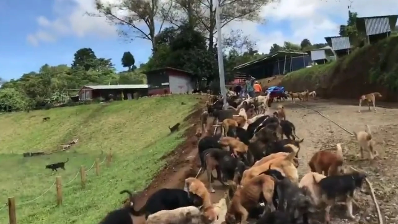 Cientos de perros alimentados al mismo tiempo