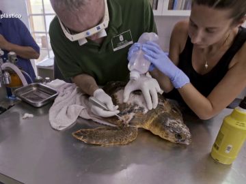 Jalis de la Serna ve cómo curan a una tortuga Jalis de la Serna ve cómo curan a una tortuga