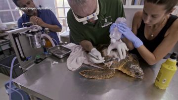 Jalis de la Serna ve cómo curan a una tortuga