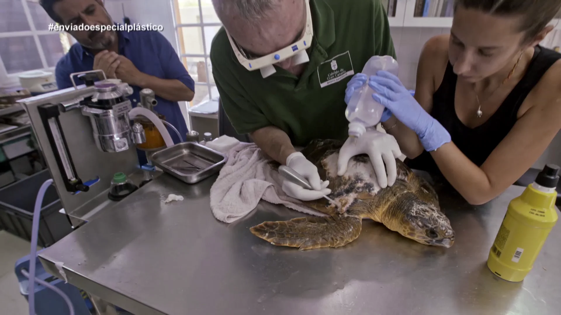 Jalis de la Serna ve cómo curan a una tortuga