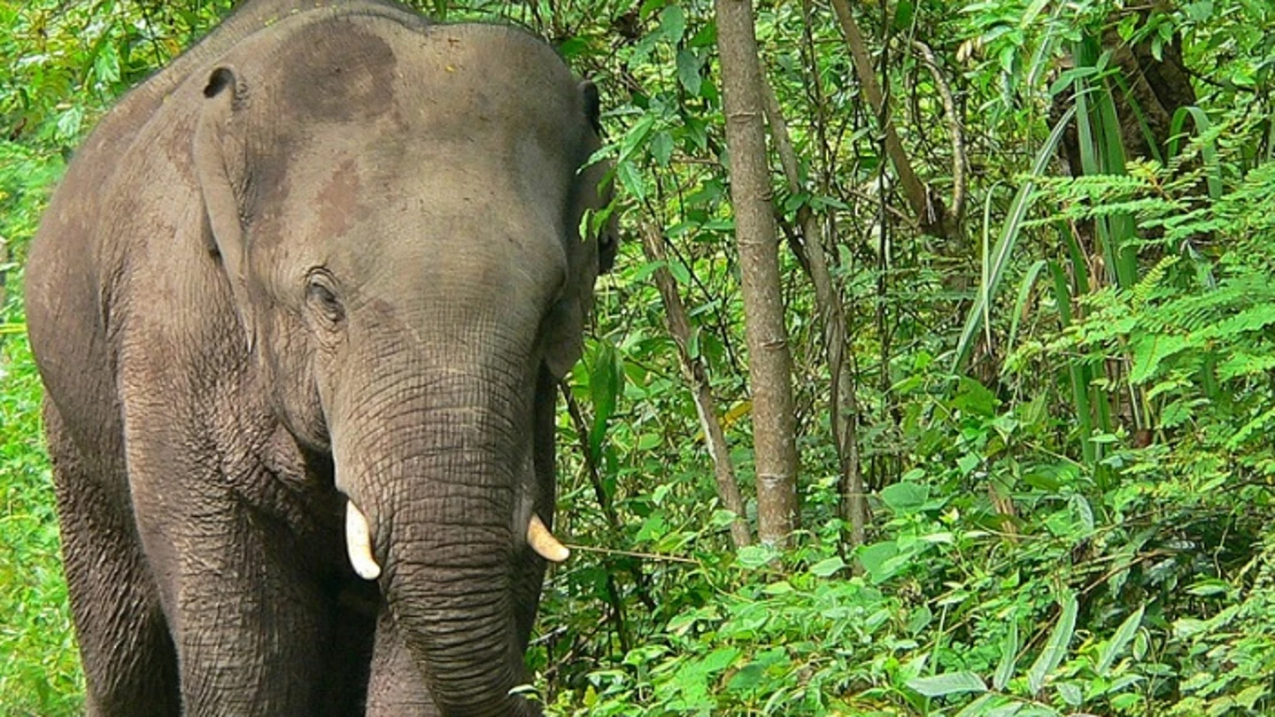 Imagen de un elefante asiático Imagen de un elefante asiático