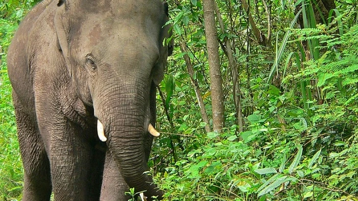 Imagen de un elefante asiático