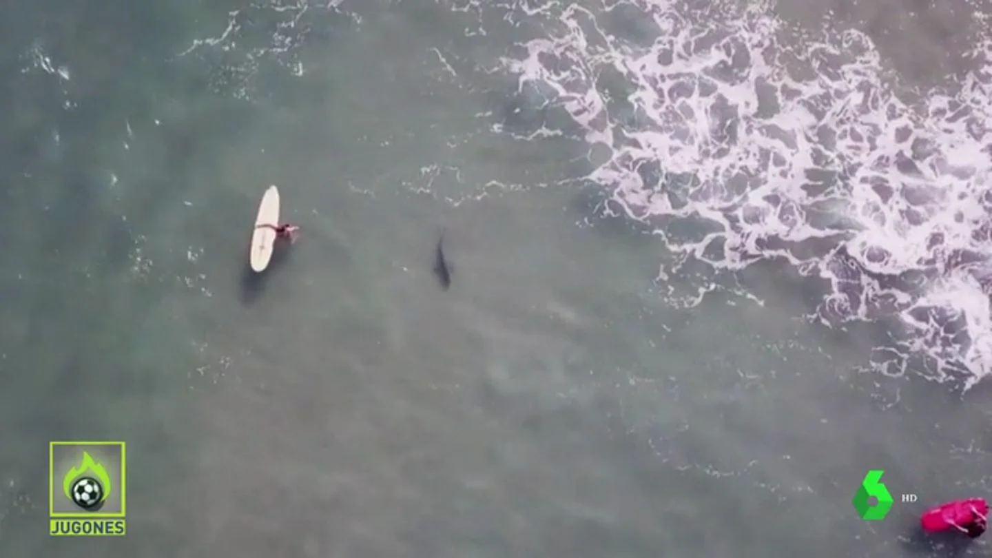 SUSPENDEN UN TORNEO DE SURF POR EL ATAQUE DE TIBURONES SUSPENDEN UN TORNEO DE SURF POR EL ATAQUE DE TIBURONES