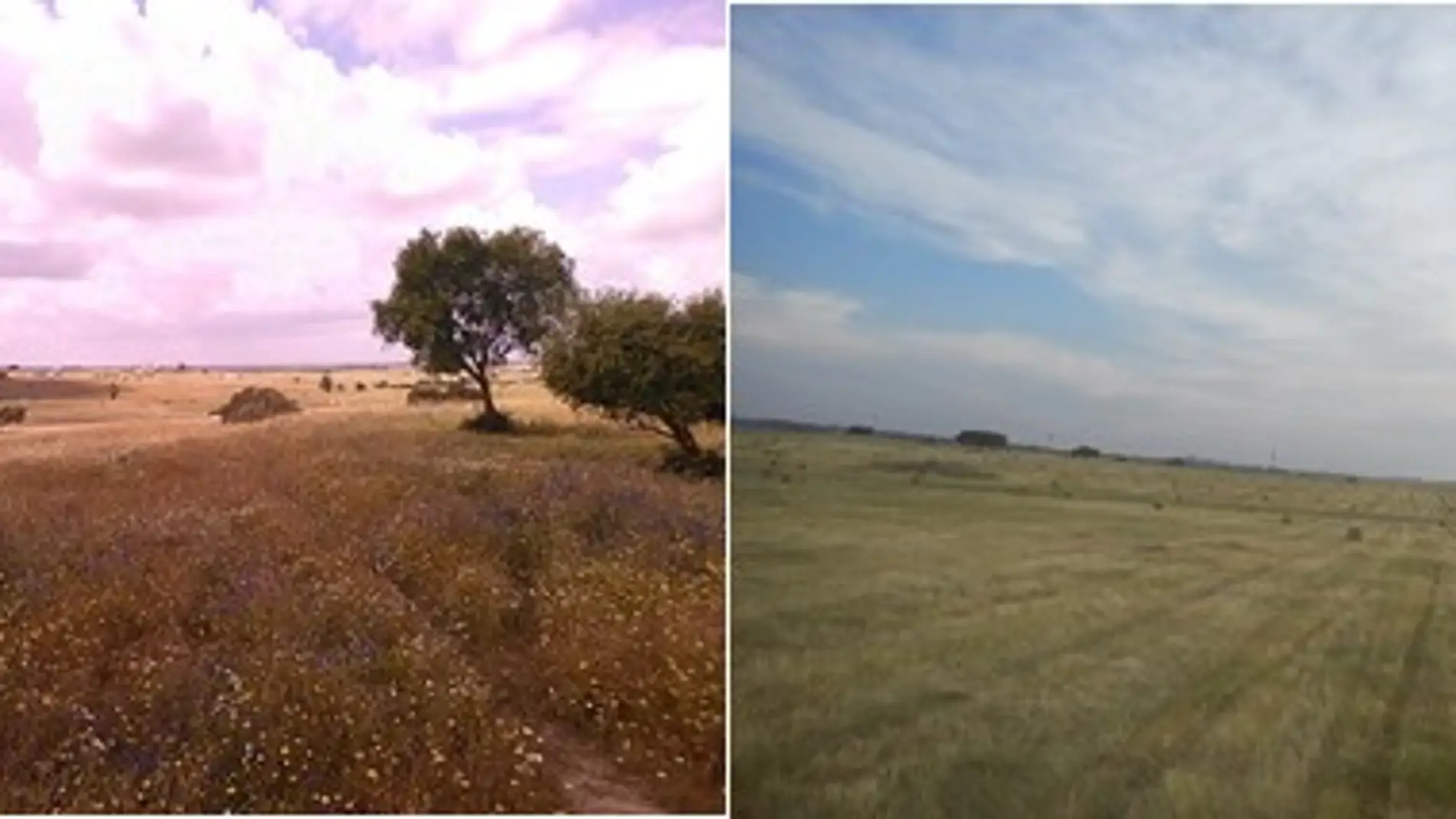 Dos fotografías, a la izquierda un campo con la hierba más alta, a la derecha un campo segado.