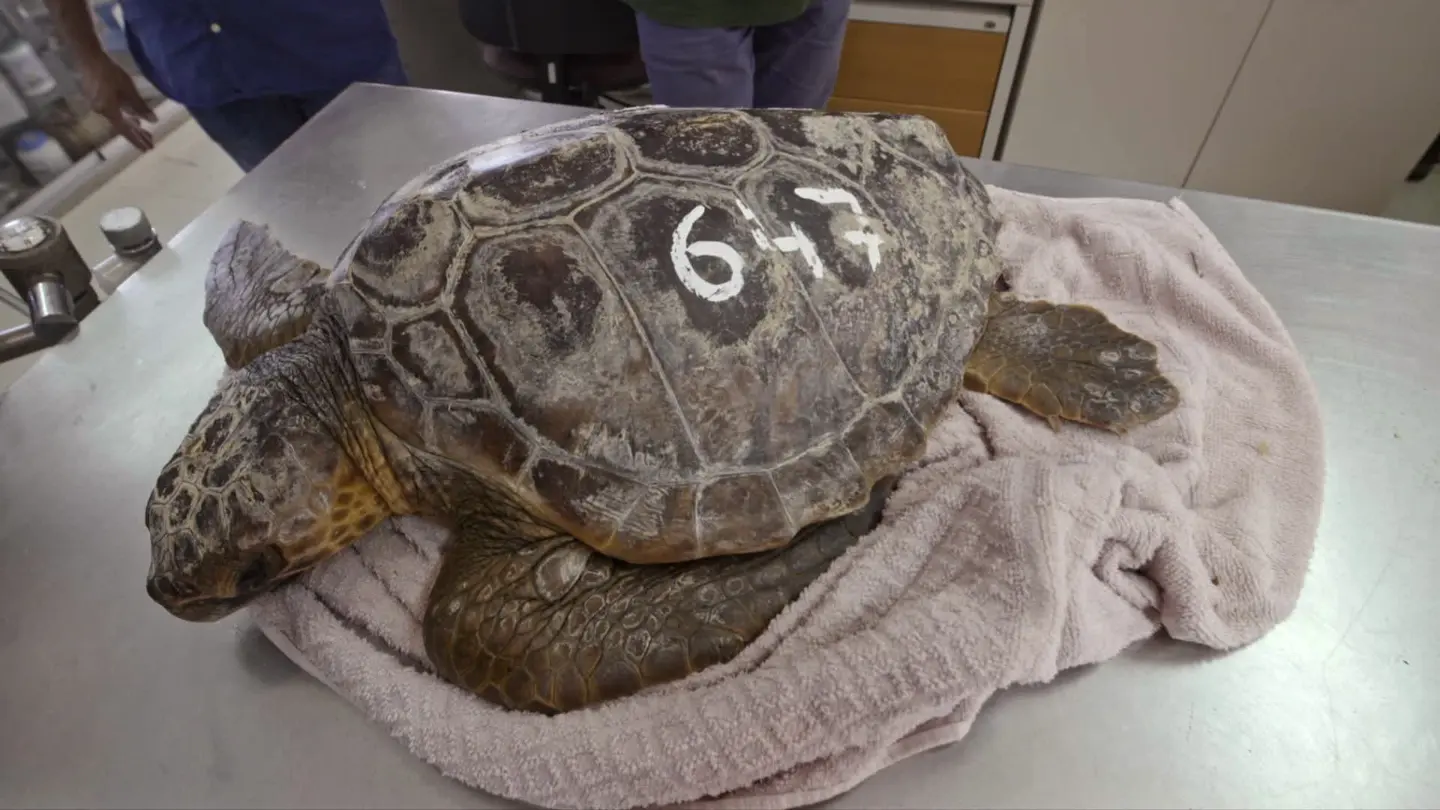 Imagen de archivo de una tortuga Imagen de archivo de una tortuga