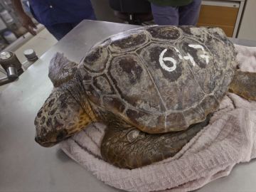 Imagen de archivo de una tortuga Imagen de archivo de una tortuga