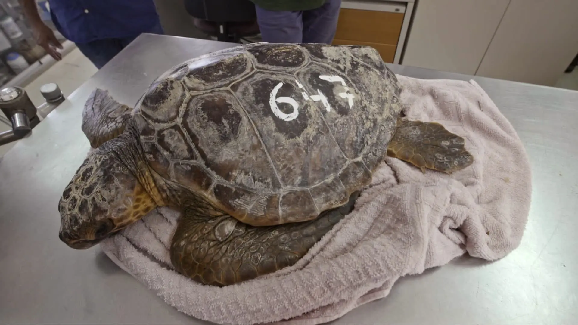 Imagen de archivo de una tortuga Imagen de archivo de una tortuga