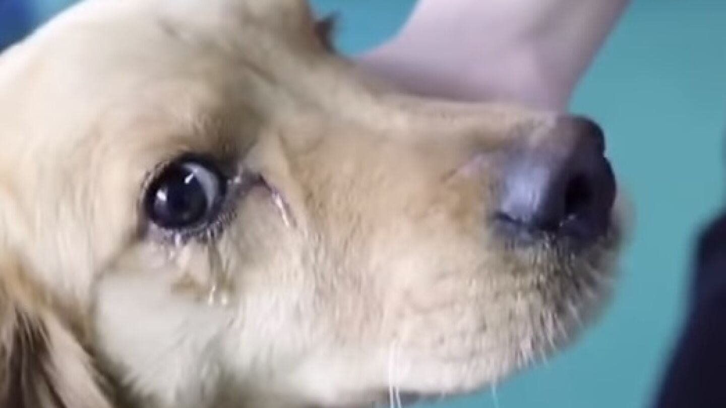 Momento posterior a la liberaci&oacute;n de un perro en un mercado de carne en China